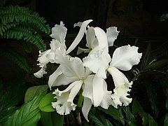 375 Longwood Gardens [2008 August 23]